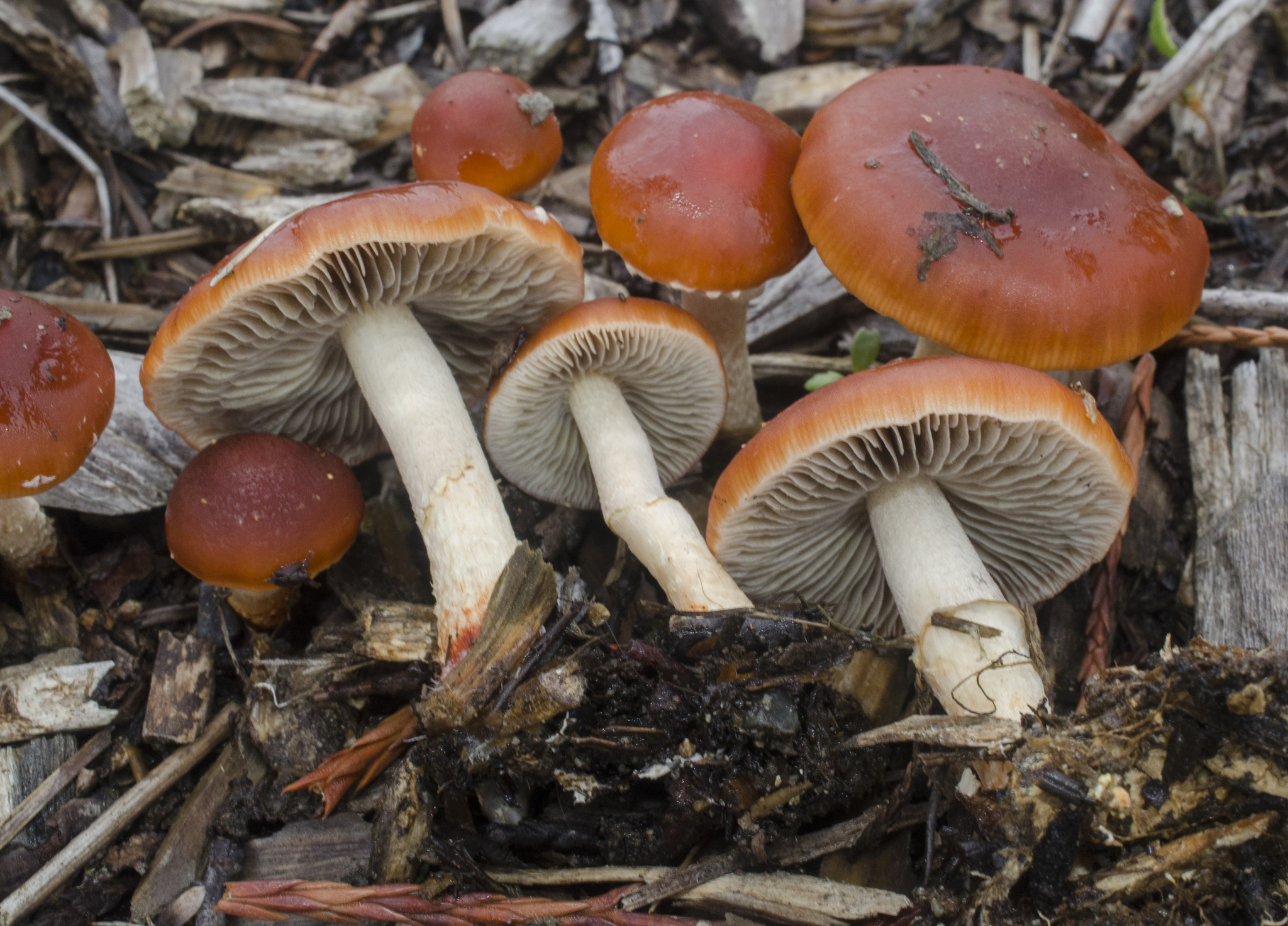 Chip Cherries (Leratiomyces ceres) · iNaturalist