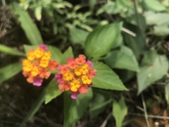 Lantana camara