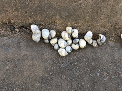 Echinolittorina radiata