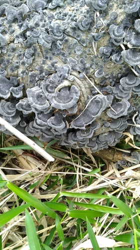 Trametes versicolor