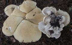 Leucopaxillus albissimus image