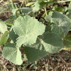 Pavonia senegalensis image