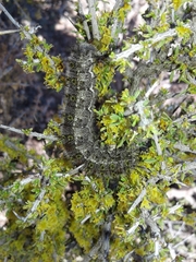 Hemileuca chinatiensis