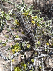 Hemileuca chinatiensis