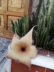 Stapelia gigantea