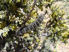 Hemileuca chinatiensis