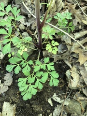 Thaspium barbinode