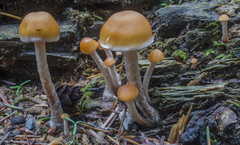 Hypholoma marginatum