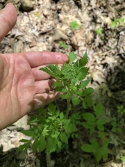 Thaspium barbinode