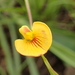 Zornia capensis - Photo ללא זכויות יוצרים, הועלה על ידי Peter Warren