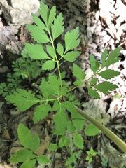 Thaspium barbinode