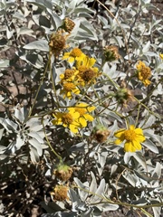 Encelia farinosa