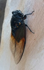 Cryptotympana mandarina