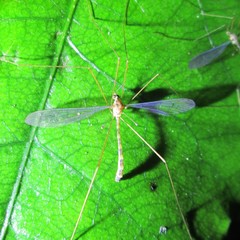 Limnophilella delicatula