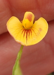 Zornia capensis capensis