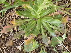Arabis pubescens subsp. pubescens image