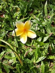 Plumeria rubra