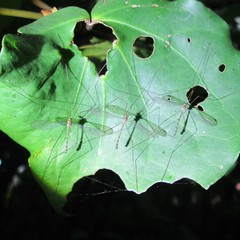 Limnophilella delicatula