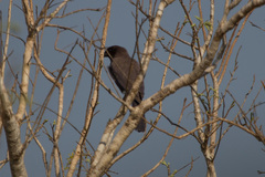 Cyanocorax cyanomelas