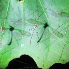 Limnophilella delicatula