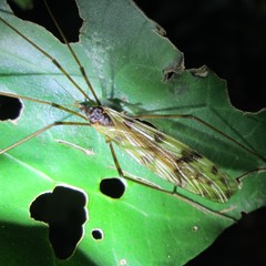 Austrolimnophila atripes