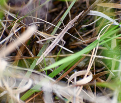 Microcoema acuminata