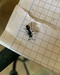 Hoplomutilla pardalis