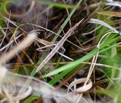 Microcoema acuminata