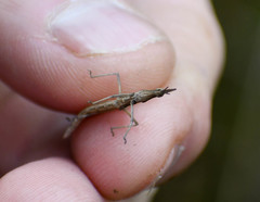 Microcoema acuminata