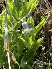 Clematis fremontii
