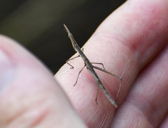 Microcoema acuminata