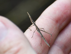 Microcoema acuminata