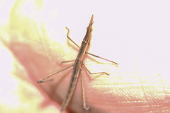 Microcoema acuminata