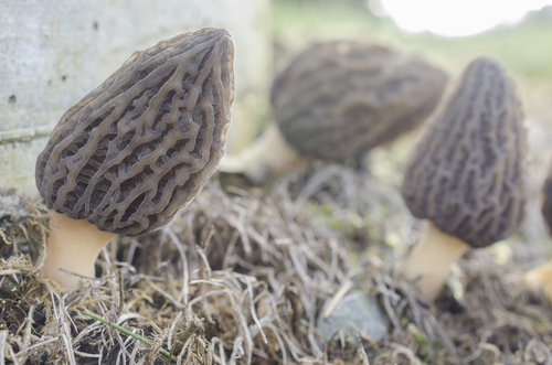 Black Morels