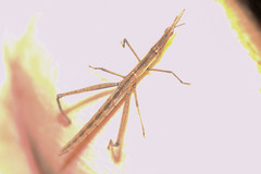 Microcoema acuminata