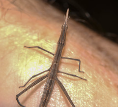 Microcoema acuminata