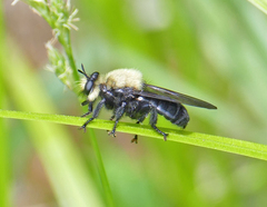 Laphria virginica