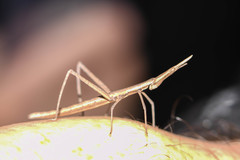 Microcoema acuminata