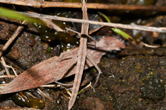 Microcoema acuminata