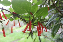 Iochroma
