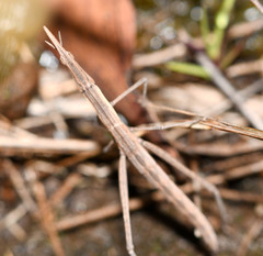 Microcoema acuminata