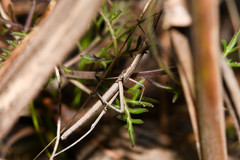 Microcoema acuminata
