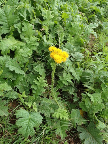 Image of Berkheya umbellata by no rights reserved