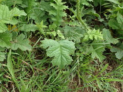 Berkheya umbellata