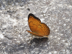 Cirrochroa surya siamensis
