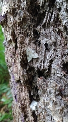 Udea washingtonalis