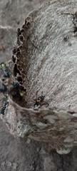 Polybia occidentalis bohemani