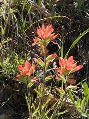Castilleja coccinea