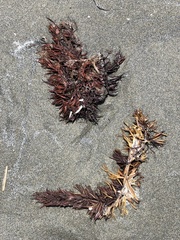 Sargassum horneri