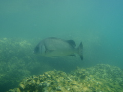 Plectorhinchus gibbosus